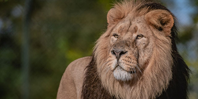 chesterzoo