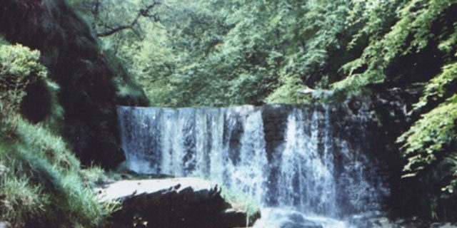 Healey-Dell-Nature-Reserve1